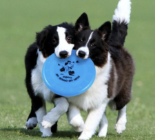 FRISBEE PP
