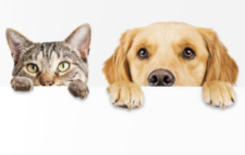 Accessori PET Personalizzati